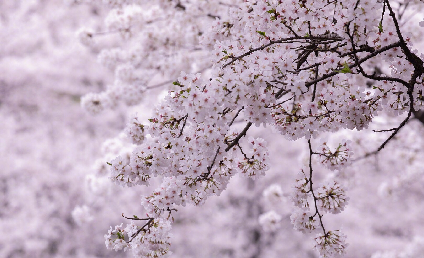 新沂市人力資源市場(chǎng)求職招聘流程