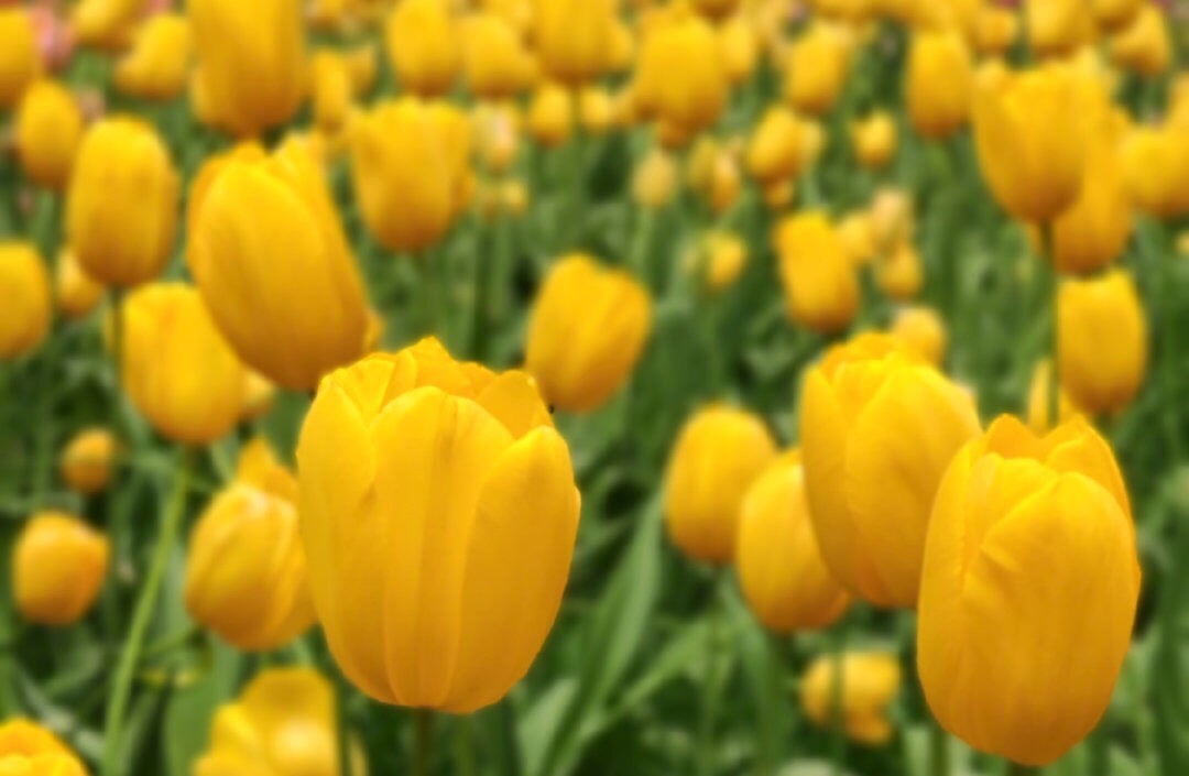 寄望富民創(chuàng)業(yè)貸 12333為您解疑答惑